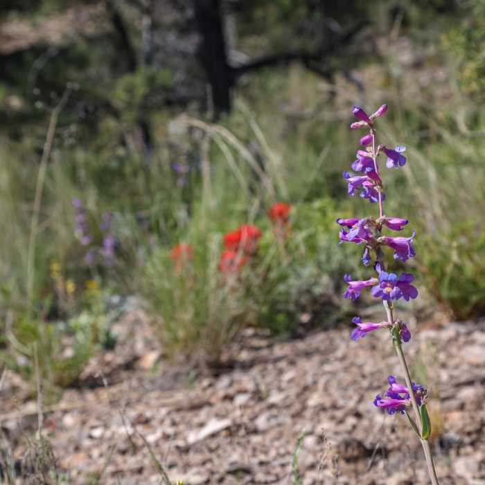 Near White Pine Hill