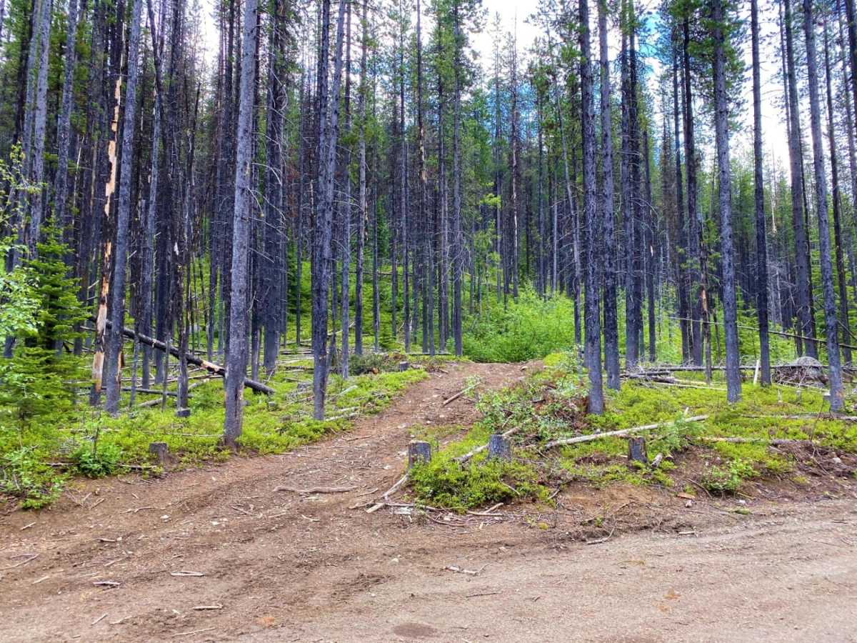 Mack King Trail photo 3
