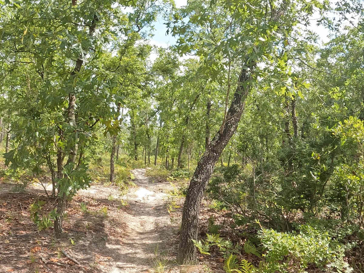 FS 12R trail photo