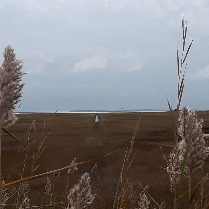 The marsh tidal zone looking over Fisher's Island Sound to the southwest Near Barn Island Loop