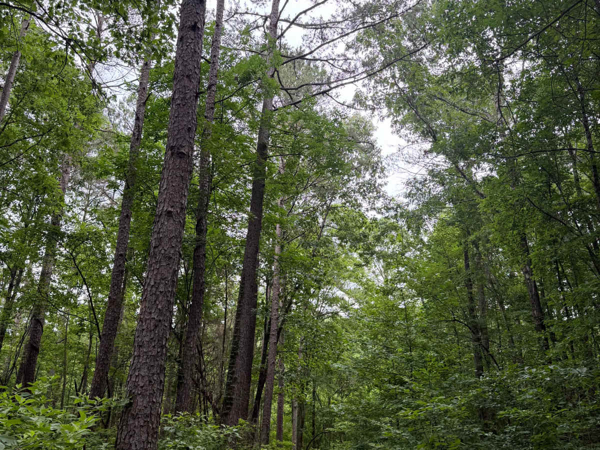 Peters Branch Boulevard photo 5
