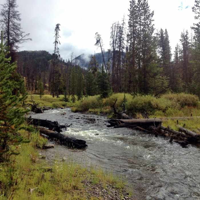 On the Specimen Creek Trail near the confluence of the North Fork and the East Fork of Specimen Creek. Near Specimen Creek Trail