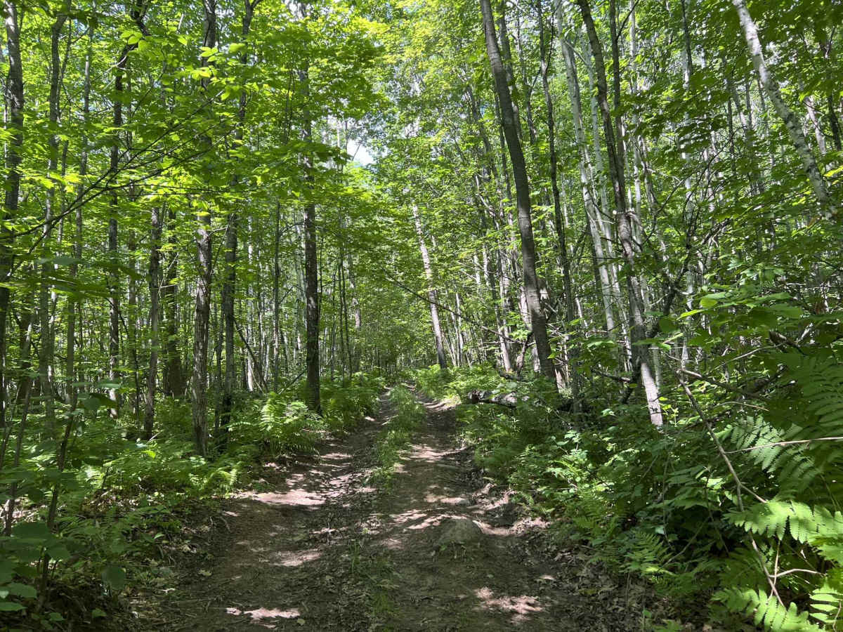Forest County ATV/ SXS 8 Mile Loop Trail 4 photo 5