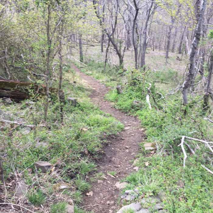 Near White - Long Path - Red - Blue Trail Loop