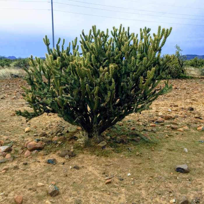 Near Black Canyon Trail: Emery Henderson to Highway 74