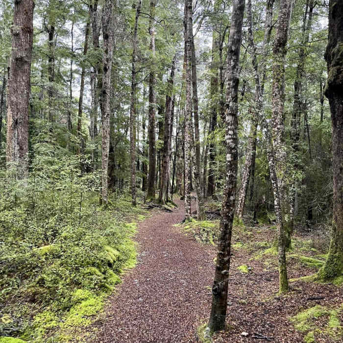 Near Lake Mistletoe Track Near Lake Mistletoe Track