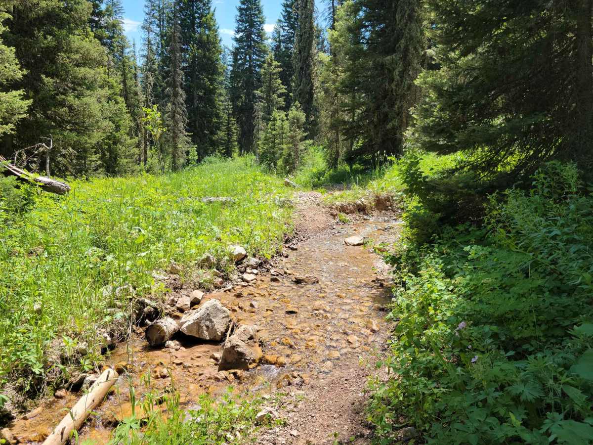 Mountain Single Track photo 3