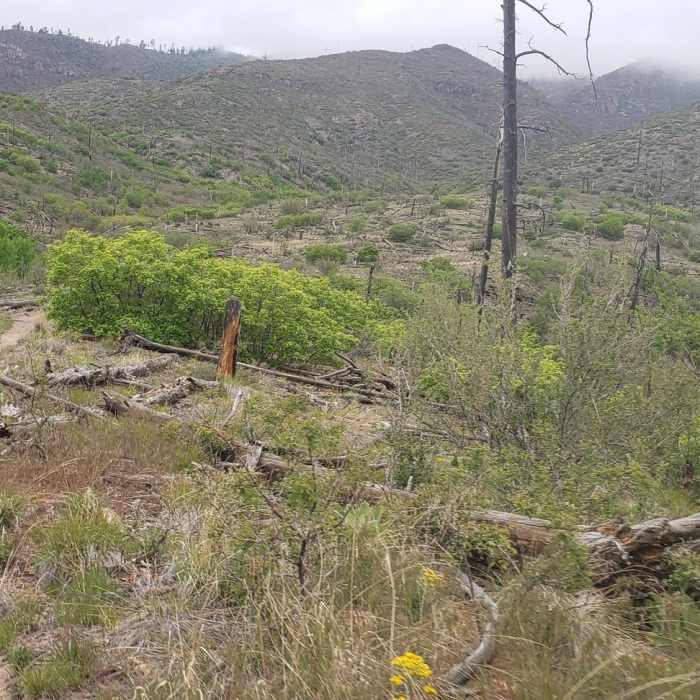 Near Pajarito Ski Hill to Los Alamos North