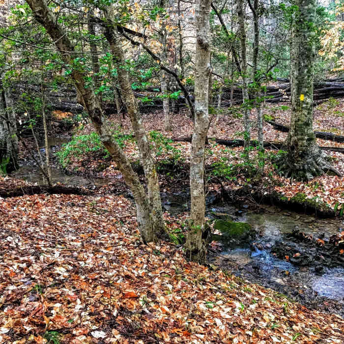Near Birkhead Mountain Wilderness Loop