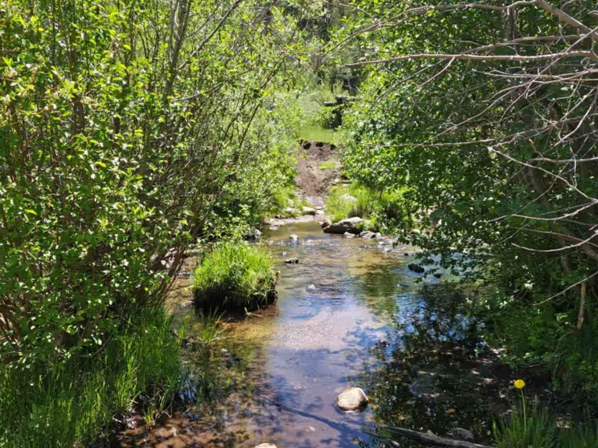 McIntyre Gulch Trail photo 4