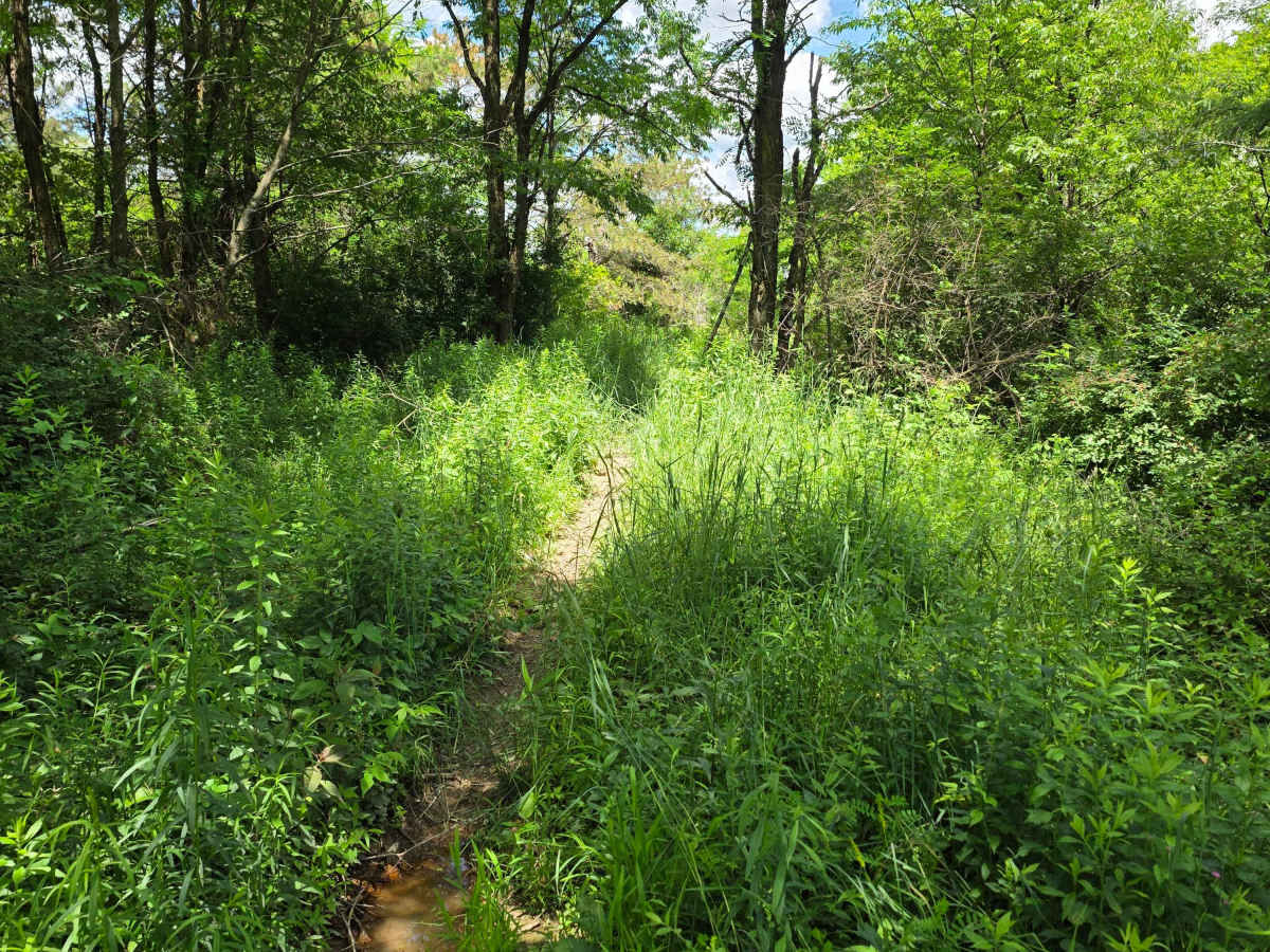 Single Track JJ photo 2