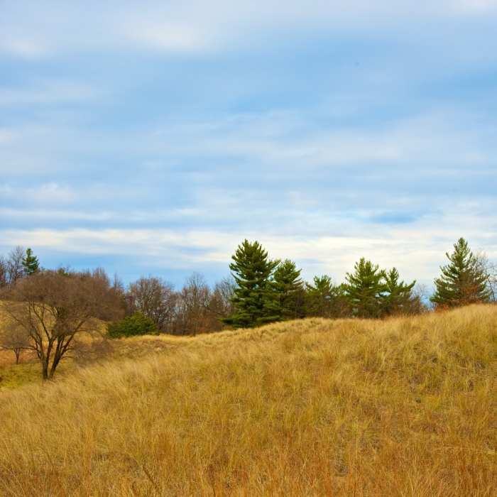 View of the Lake Michigan dune covered in marram grass. Near Dune Ridge Trail