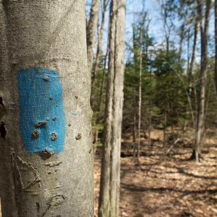 Near Mt. Pisgah Out-and-Back Near Mt. Pisgah Out-and-Back