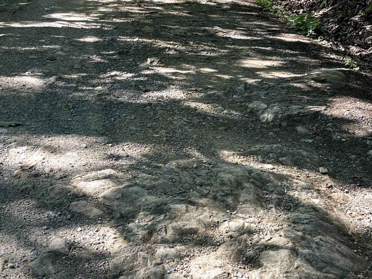 Hale Lake Road photo 3