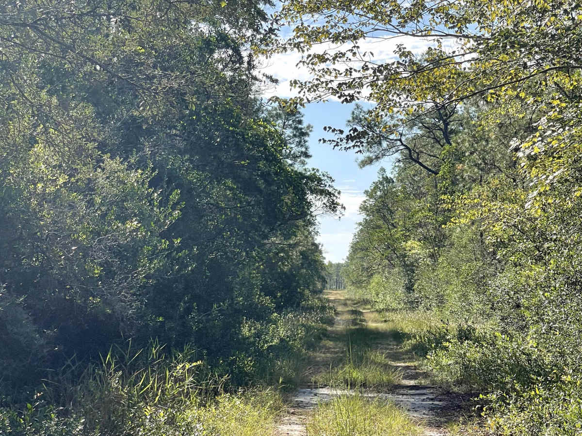 Lenoir Road photo 4