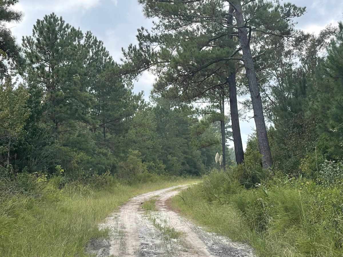 Timber Road photo 2