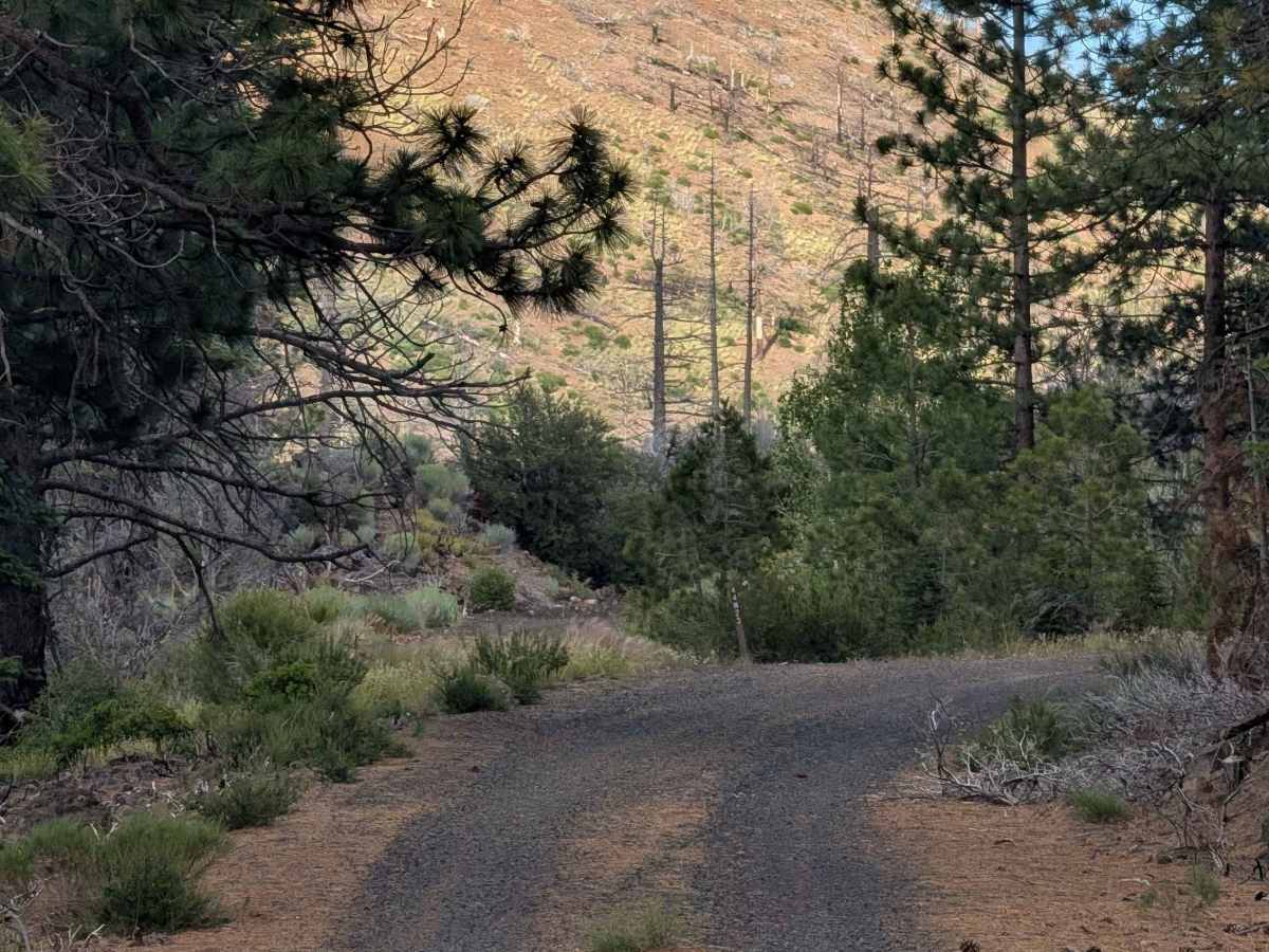 Tennant Lava Bed Road - FS 44N28 trail photo
