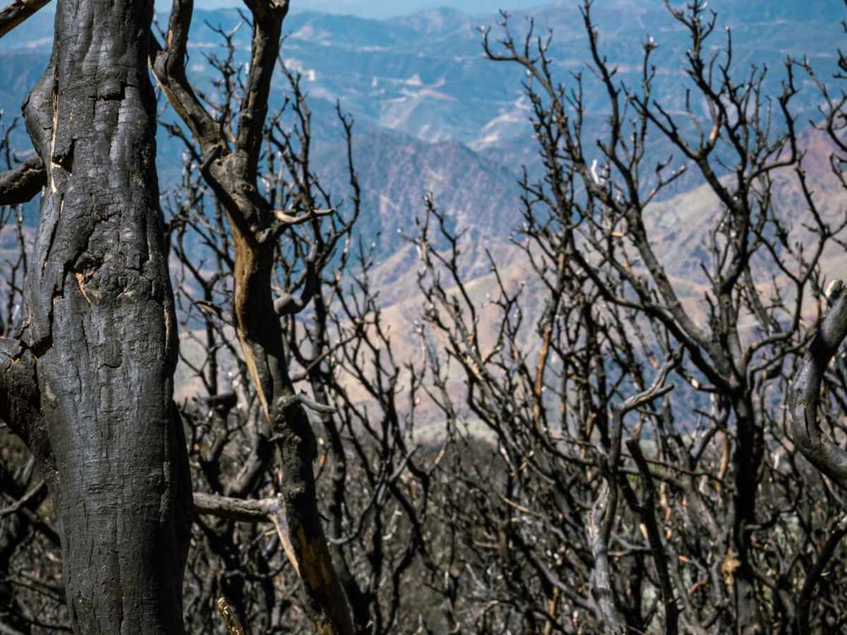 The Highest Peak of the Sierra Pelona photo 4