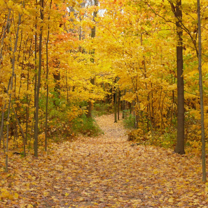 Pretty fall colors! Near Highbanks Metro Park