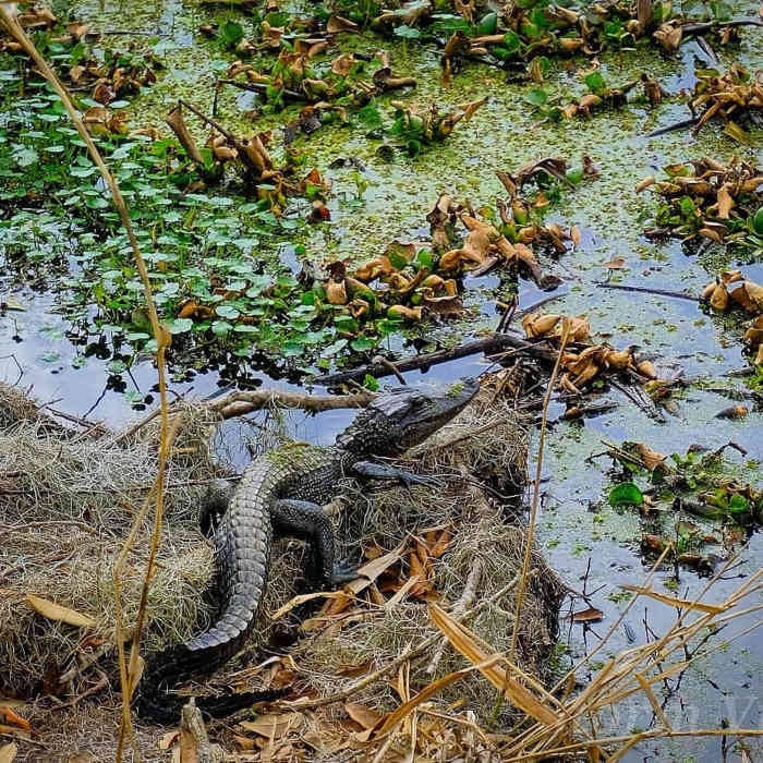 Near Bayou Coquille Trail