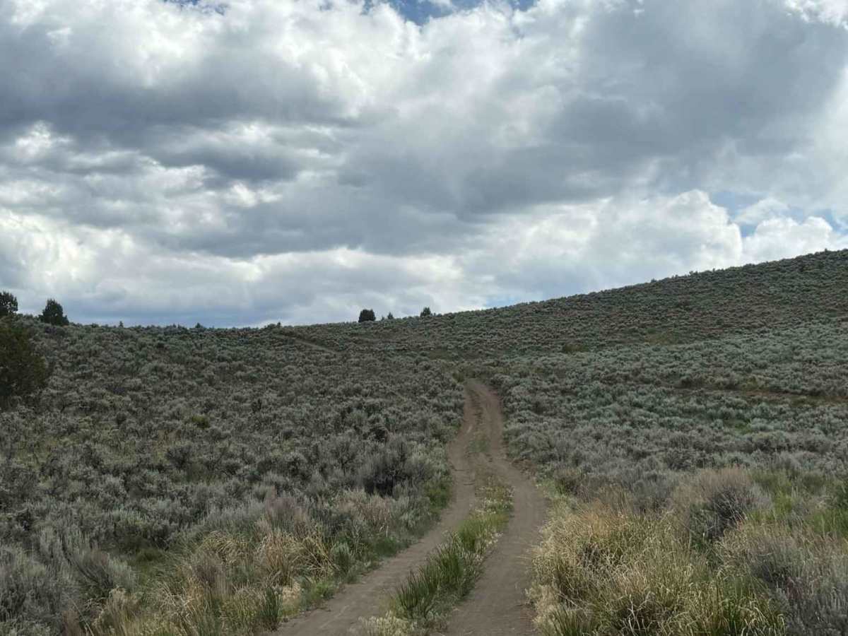 BLM 8465 photo 2