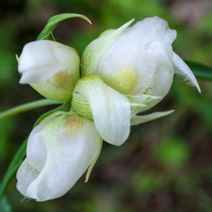 Near Bishop Peak Trail