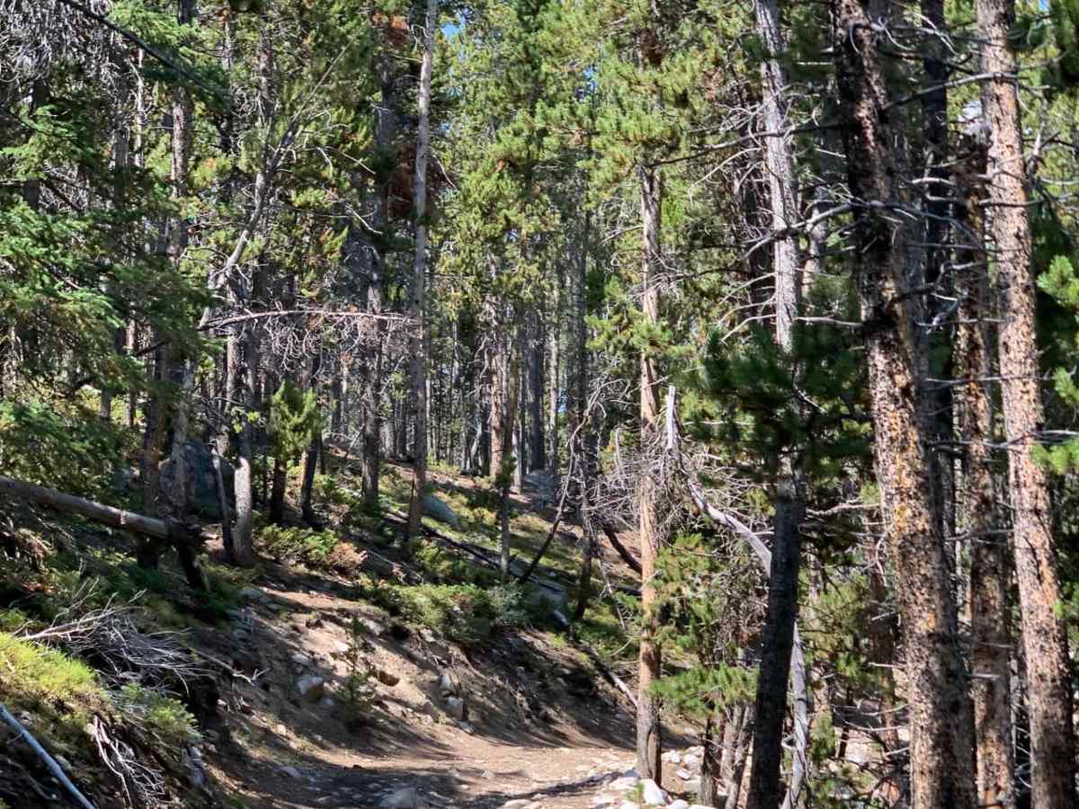 FR 365 trail photo