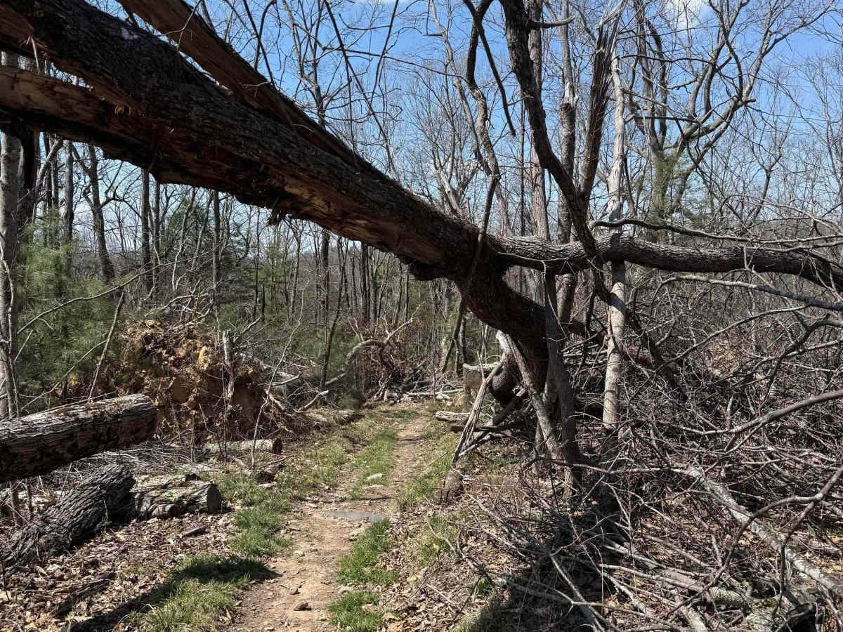 Iron Mountain Spur B trail photo