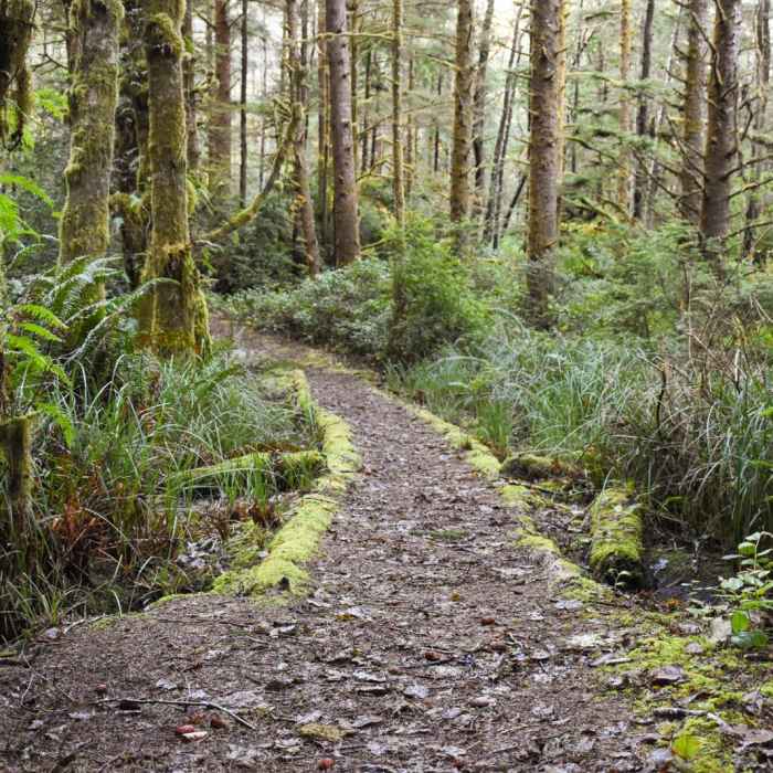 Near Heceta Head Trail
