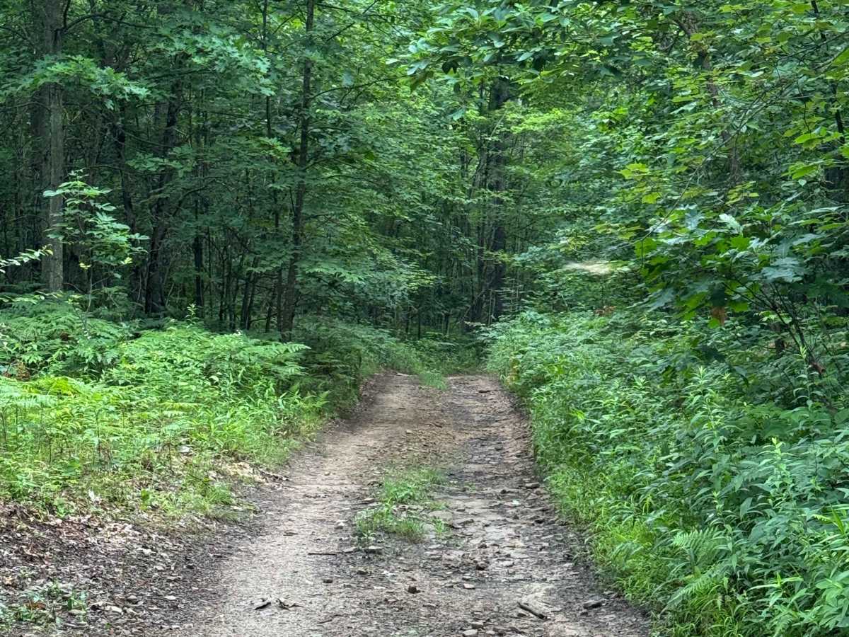 Trail 1 photo 4