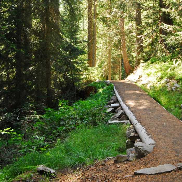 Near Emmons Moraine Trail Near Emmons Moraine Trail