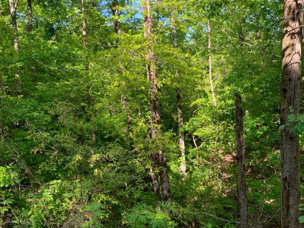 Camp Creek photo 3