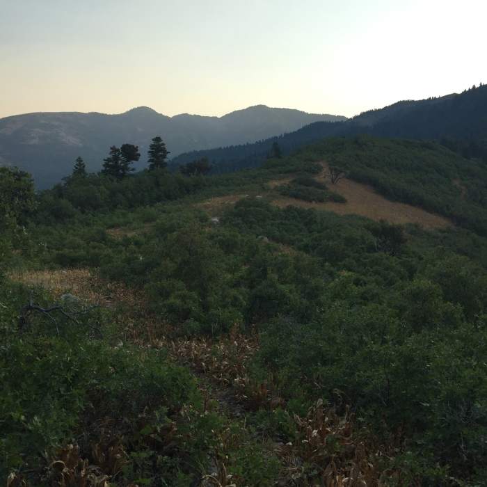 Near North Canyon Trail