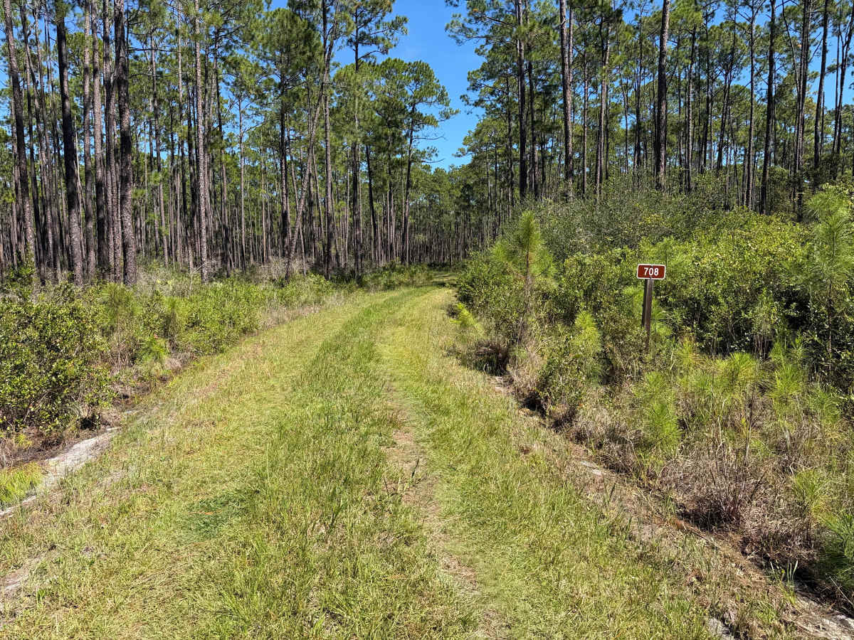 FS 708 trail photo