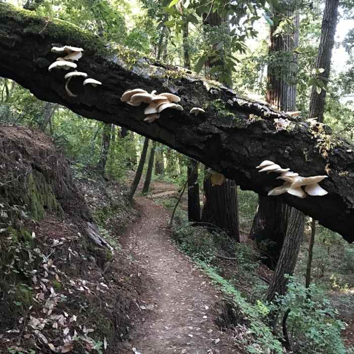 Near Skyline to the Sea Trail