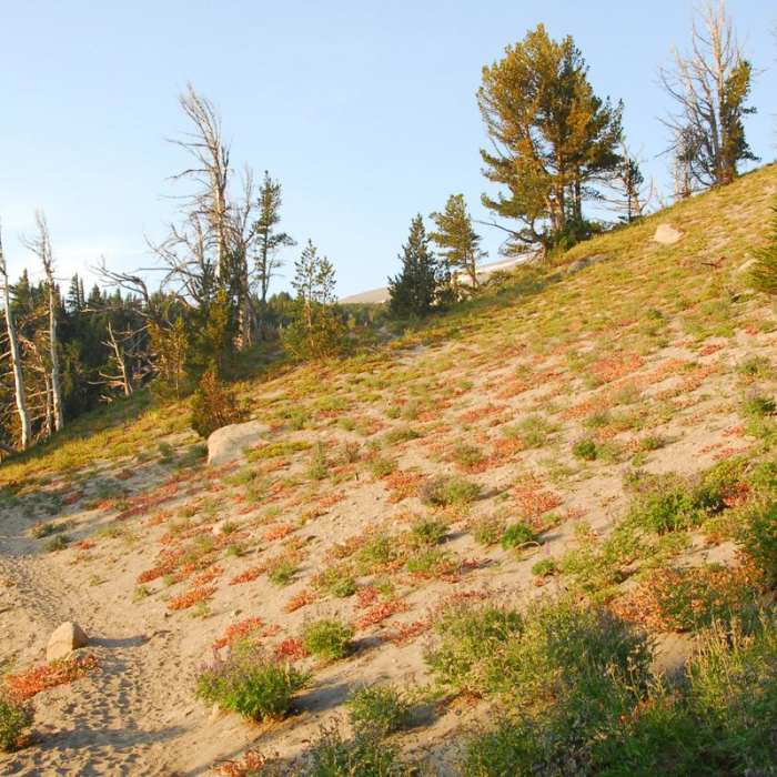 Near Cooper Spur + Cloud Cap Hike