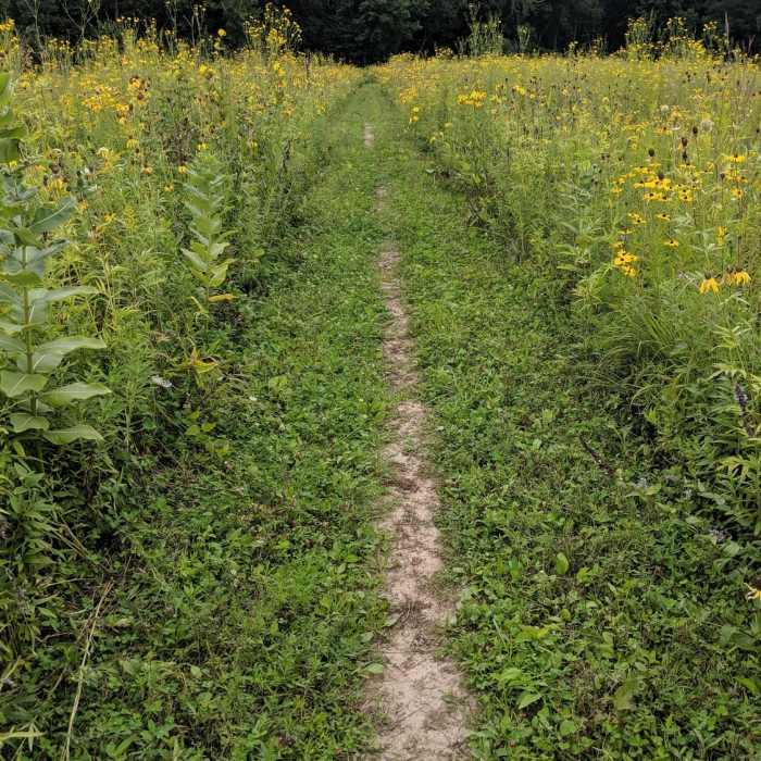Beautiful late summer wildflowers on one of the prairie sections Near Ice Age Trail-Cross Plains Segment