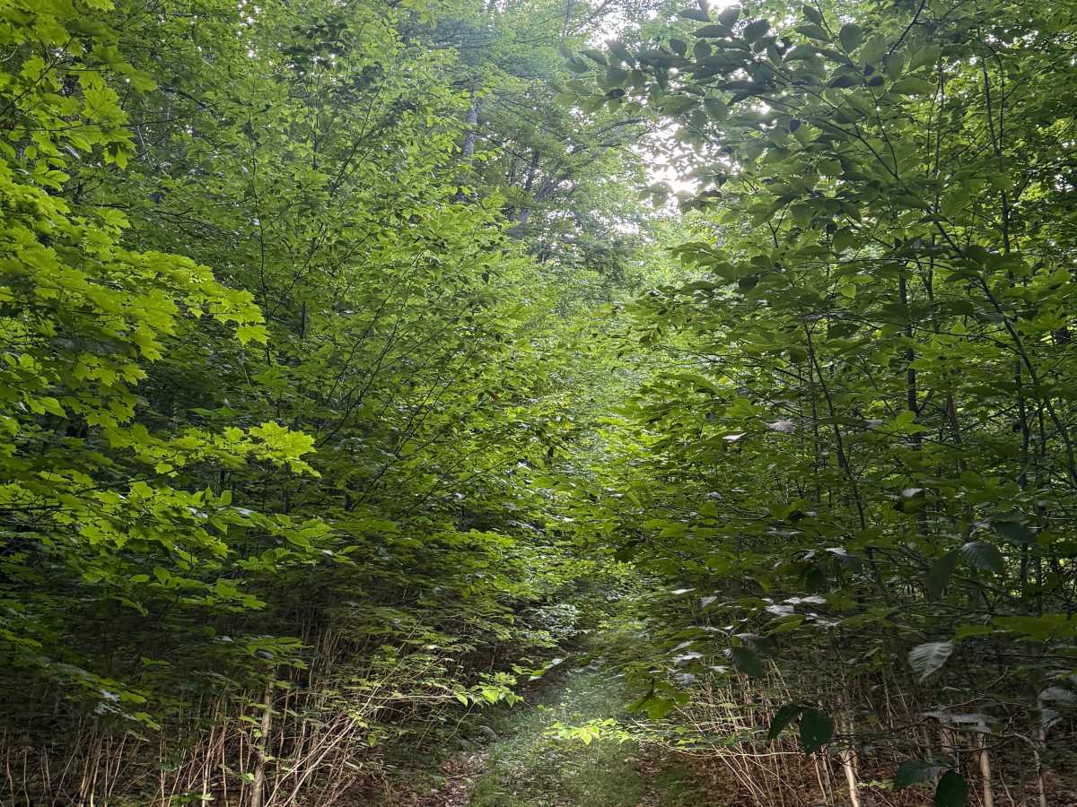 W 8 Trail trail photo