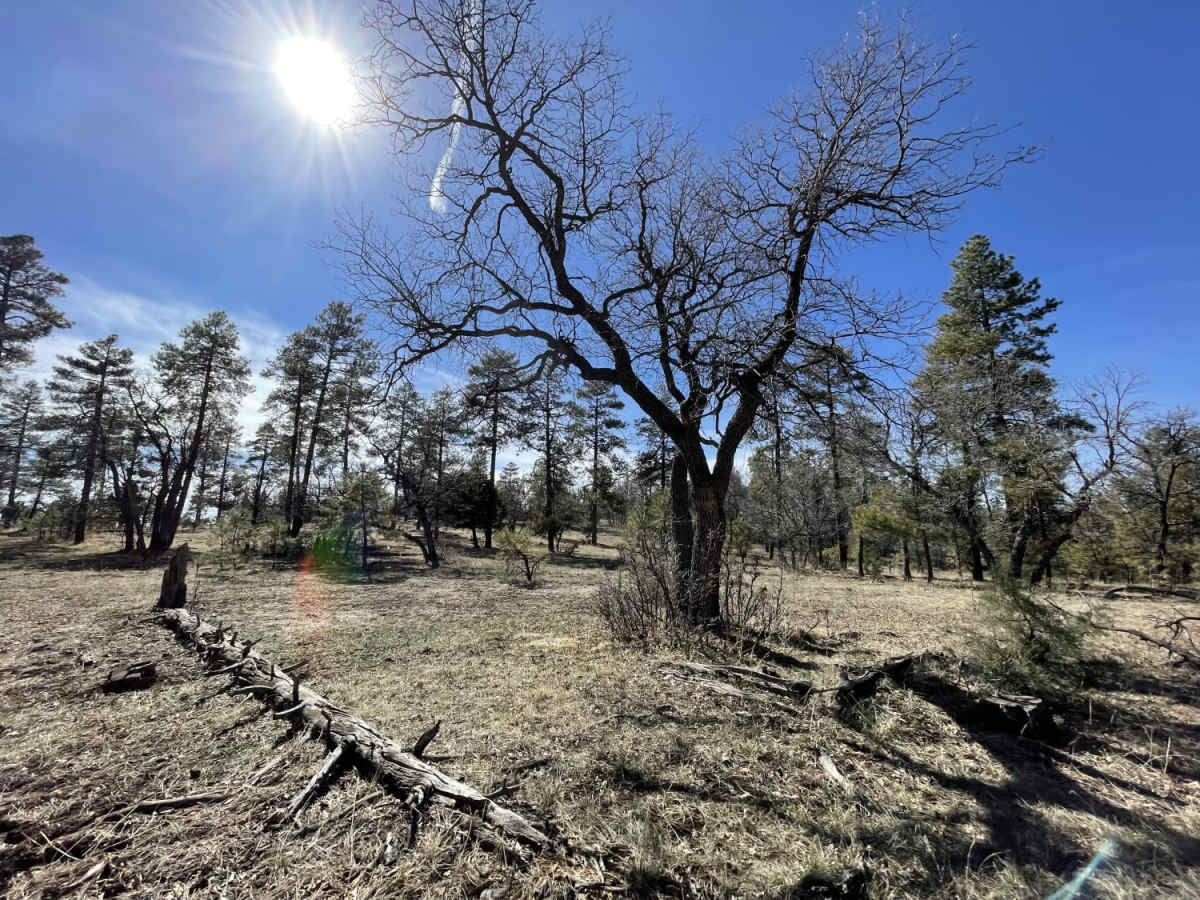Rocky Ridge photo 5