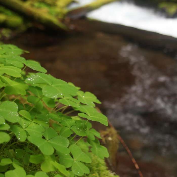 Near Panther Creek Falls
