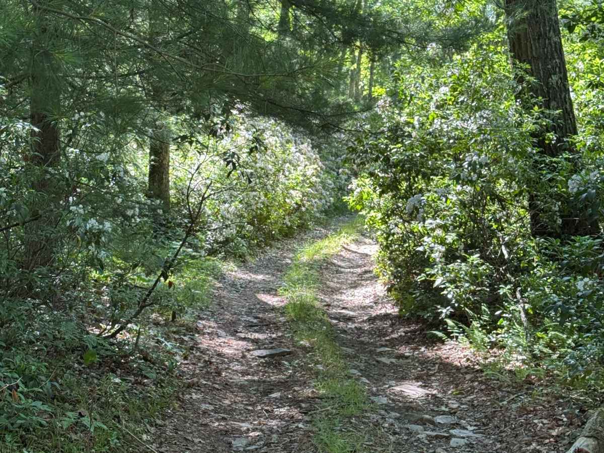 Francis Trail photo 6