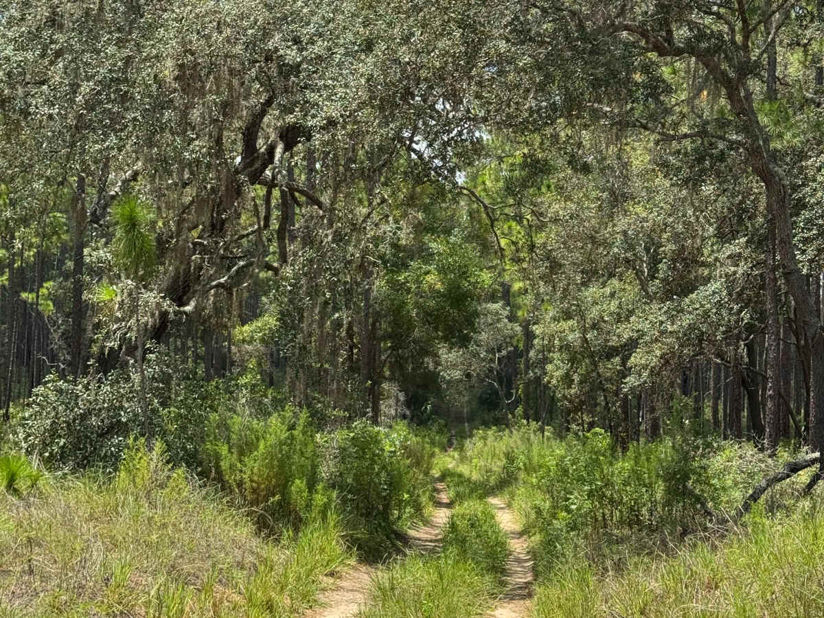 Trail 12 - Citrus WMA photo 2