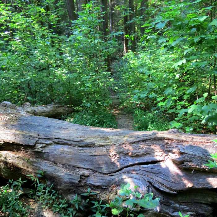 Near Cochran Falls Trail