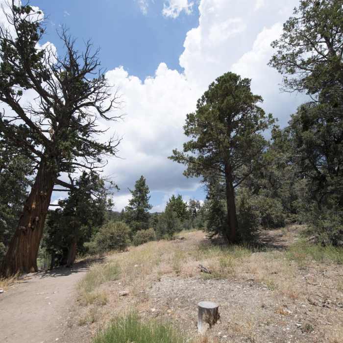 Near The Woodland Interpretive Trail