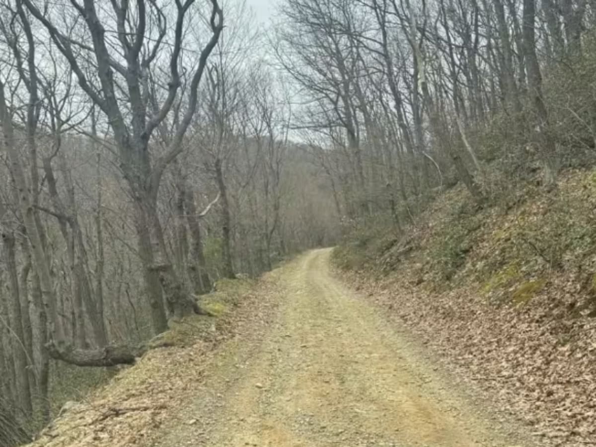 Bald Eagle Pike photo 6
