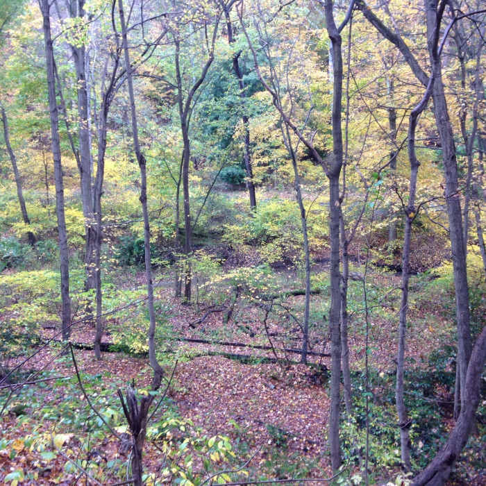 Near Lockhart Trail