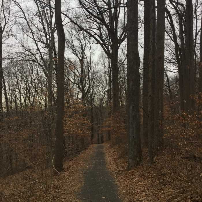 Near Windy Ridge Trail (Yellow)