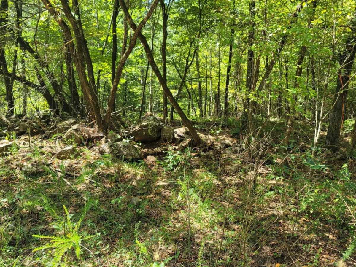 Wildcat Hollow photo 3