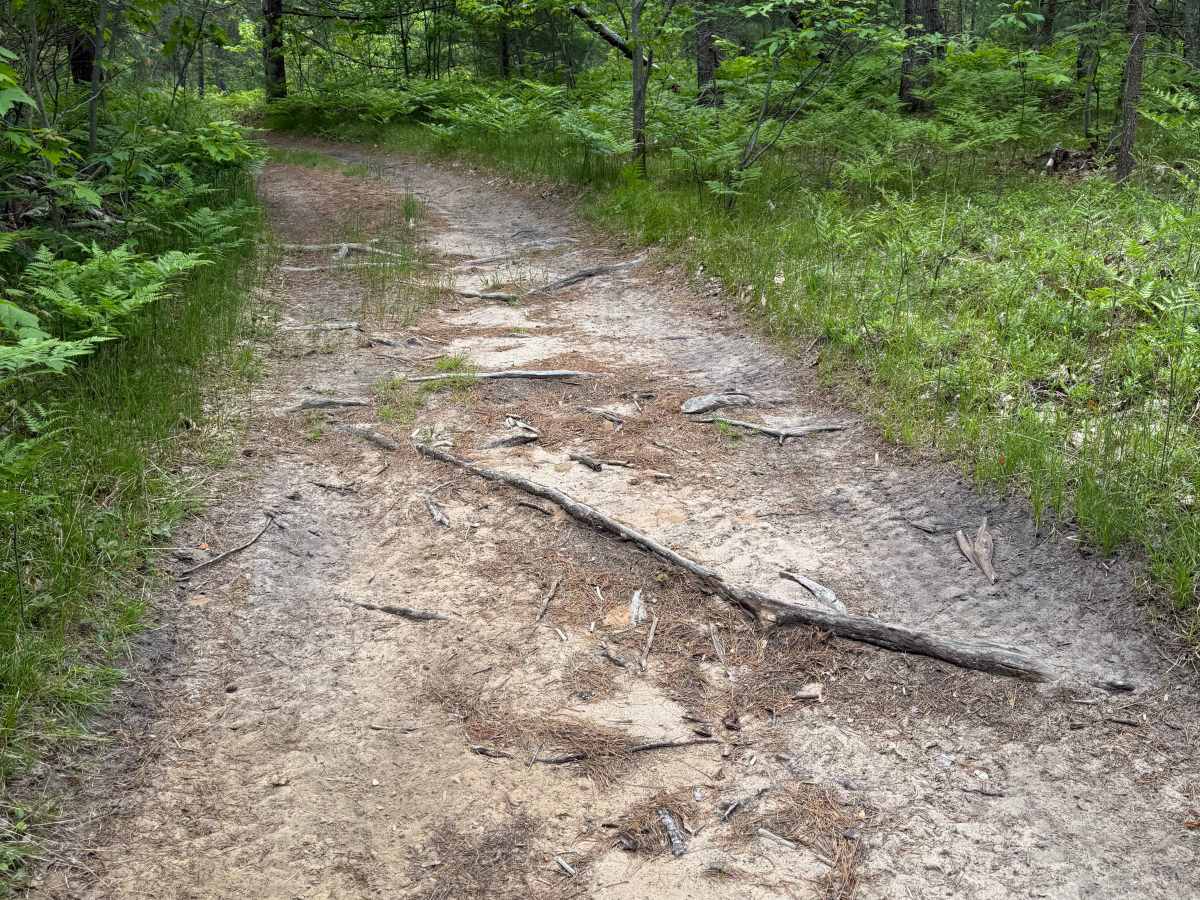 Kalkaska South Mountain Bike Trail photo 5