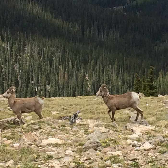 Big Horn ewes on the move, near the Lake Peak Traverse Trail. Near Raven's Ridge to Lake Peak Loop